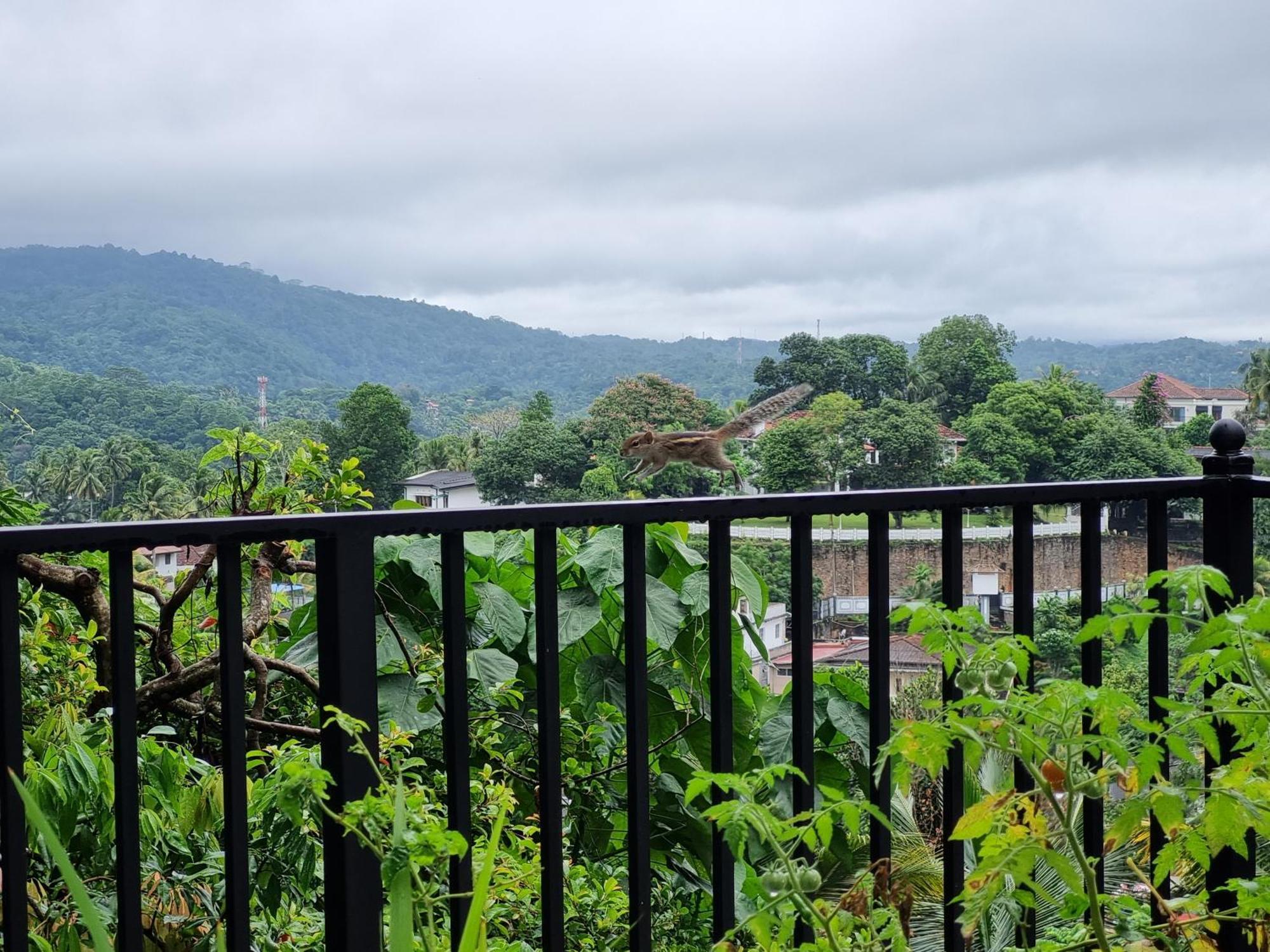 Squirrel'S Nest Hotel Kandy Bagian luar foto