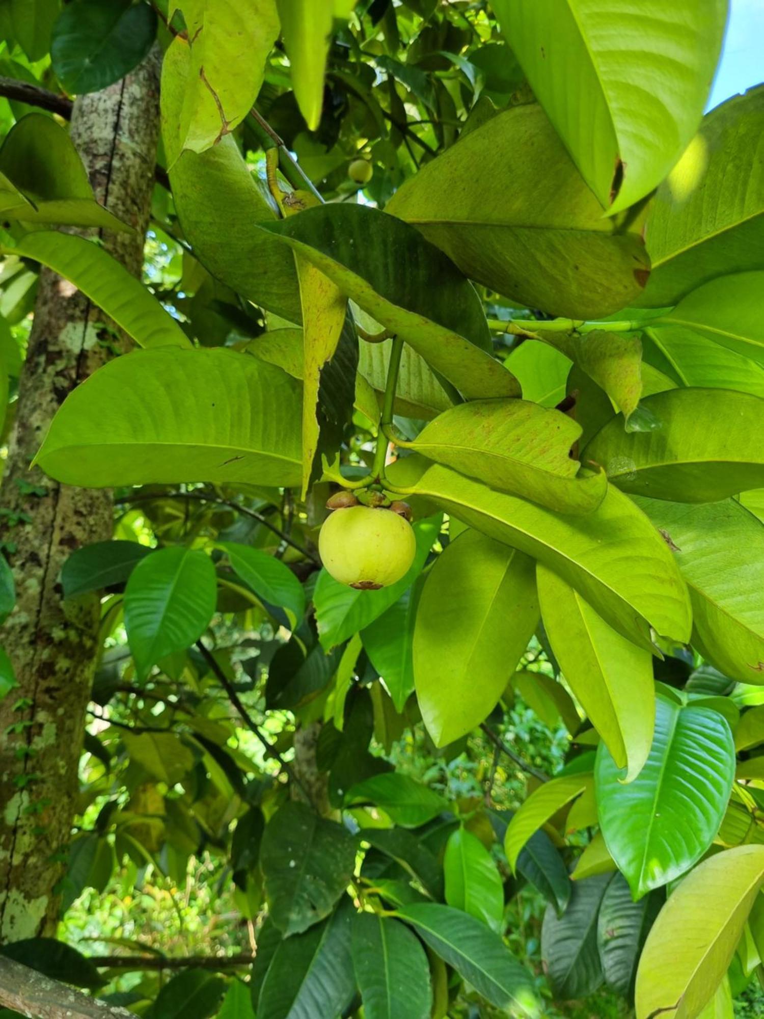 Squirrel'S Nest Hotel Kandy Bagian luar foto