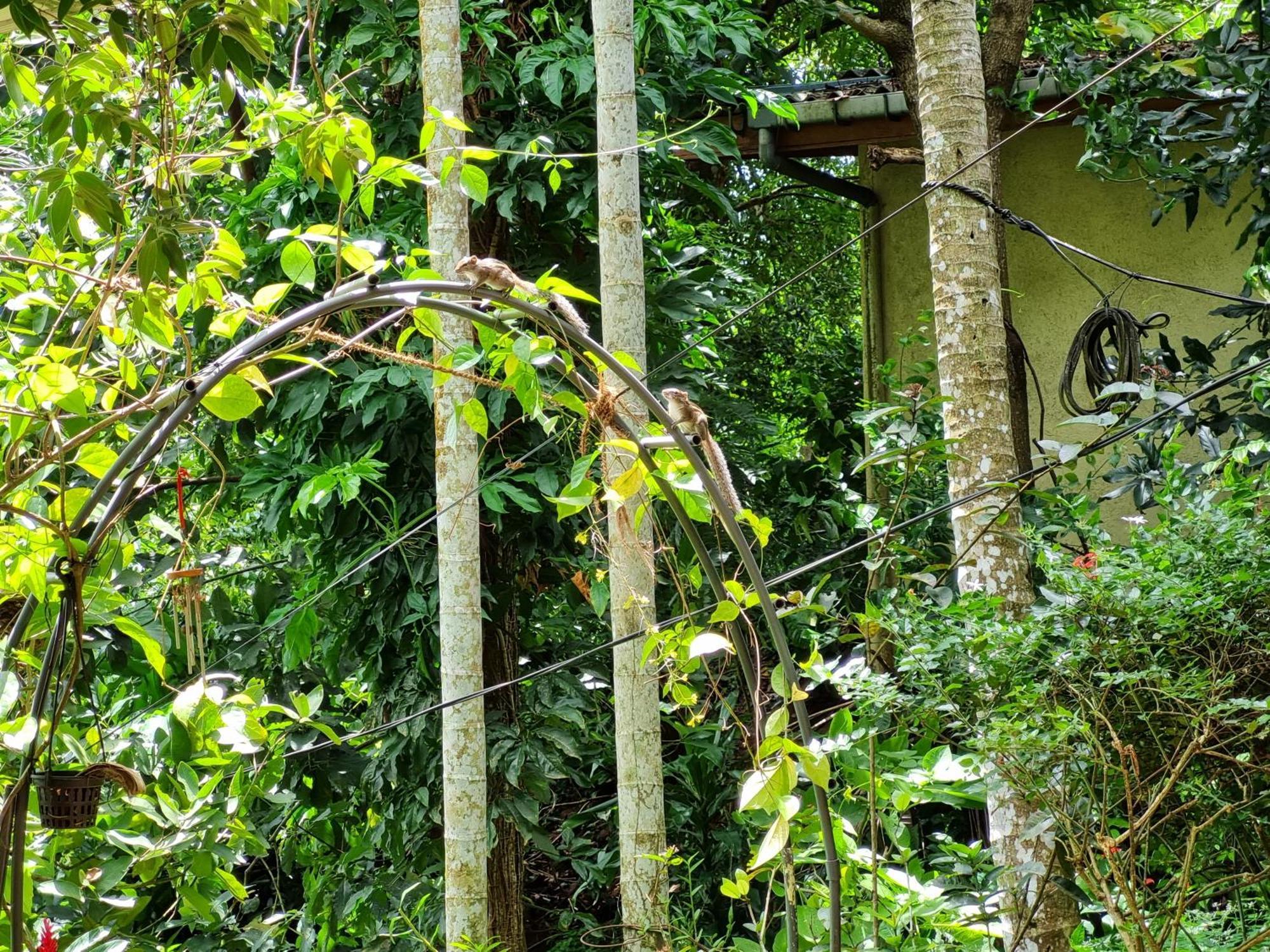 Squirrel'S Nest Hotel Kandy Bagian luar foto