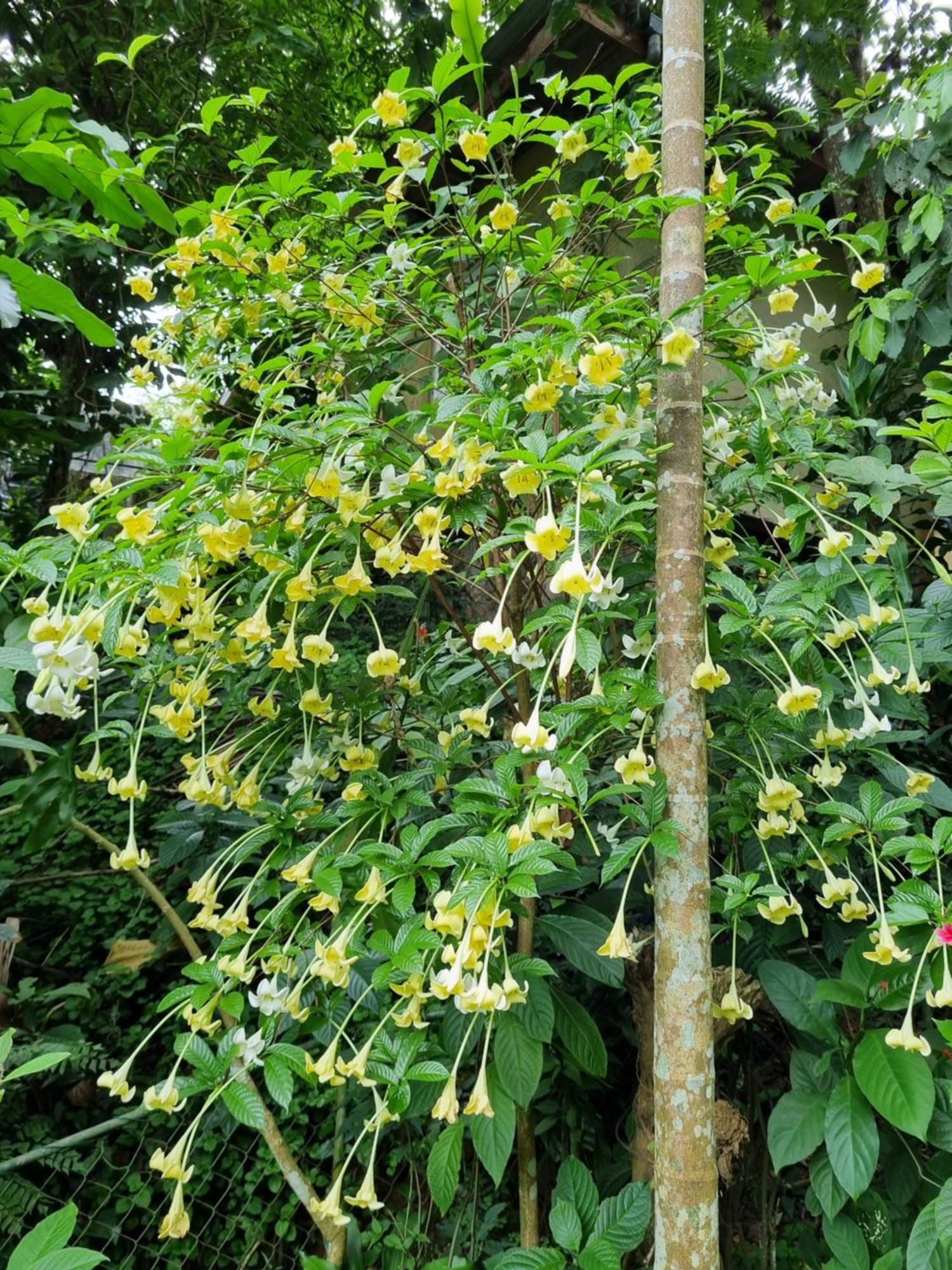 Squirrel'S Nest Hotel Kandy Bagian luar foto