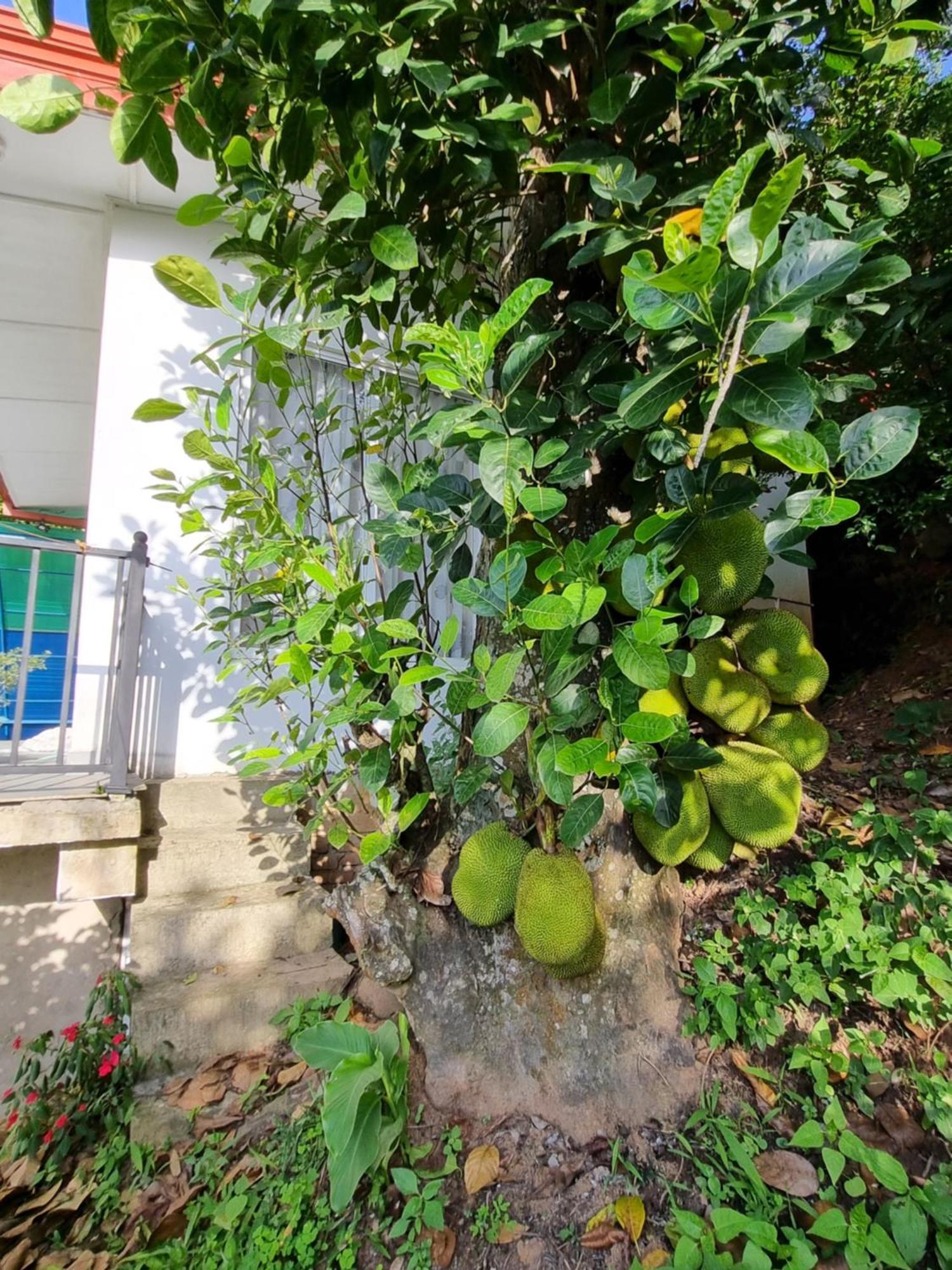Squirrel'S Nest Hotel Kandy Bagian luar foto